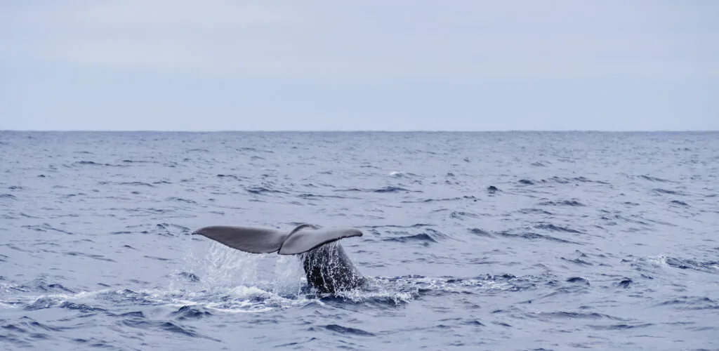 Une baleine aperçue nageant en plein cœur des eaux de Dublin !