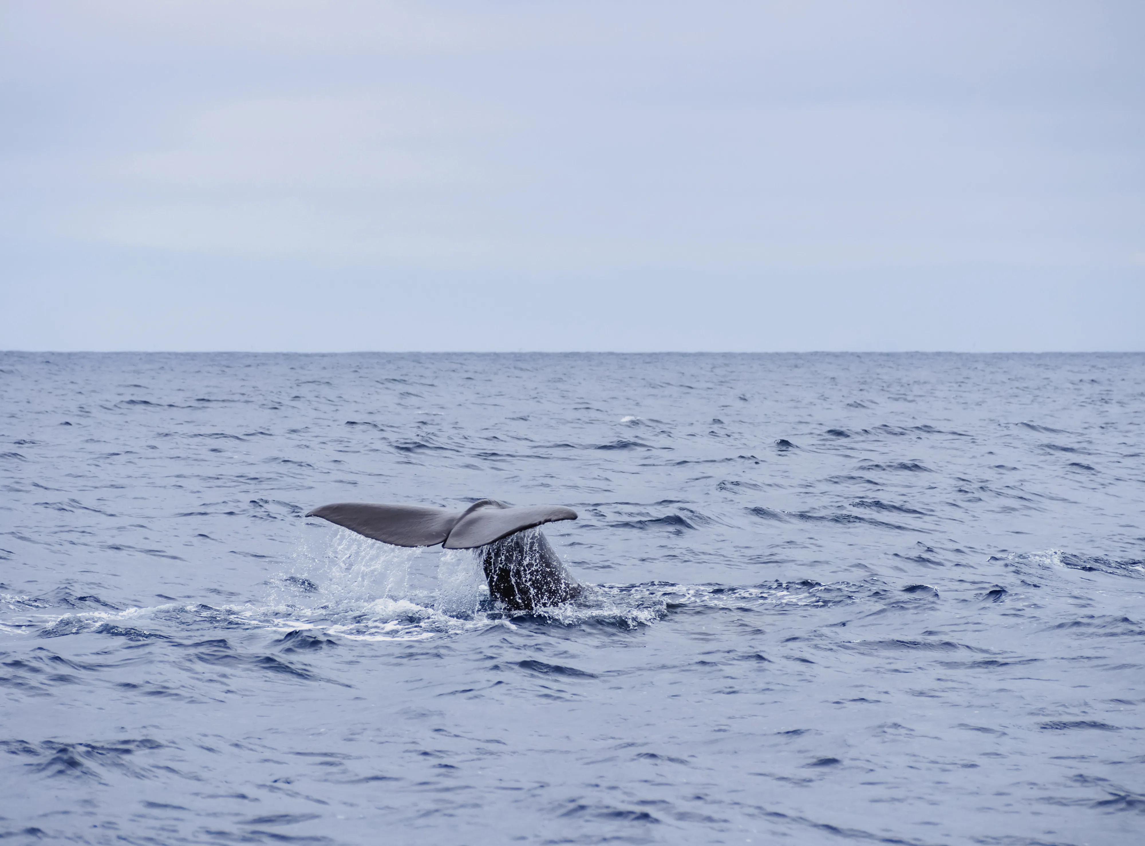 La baleine quittant les eaux de Dublin - karkozphoto