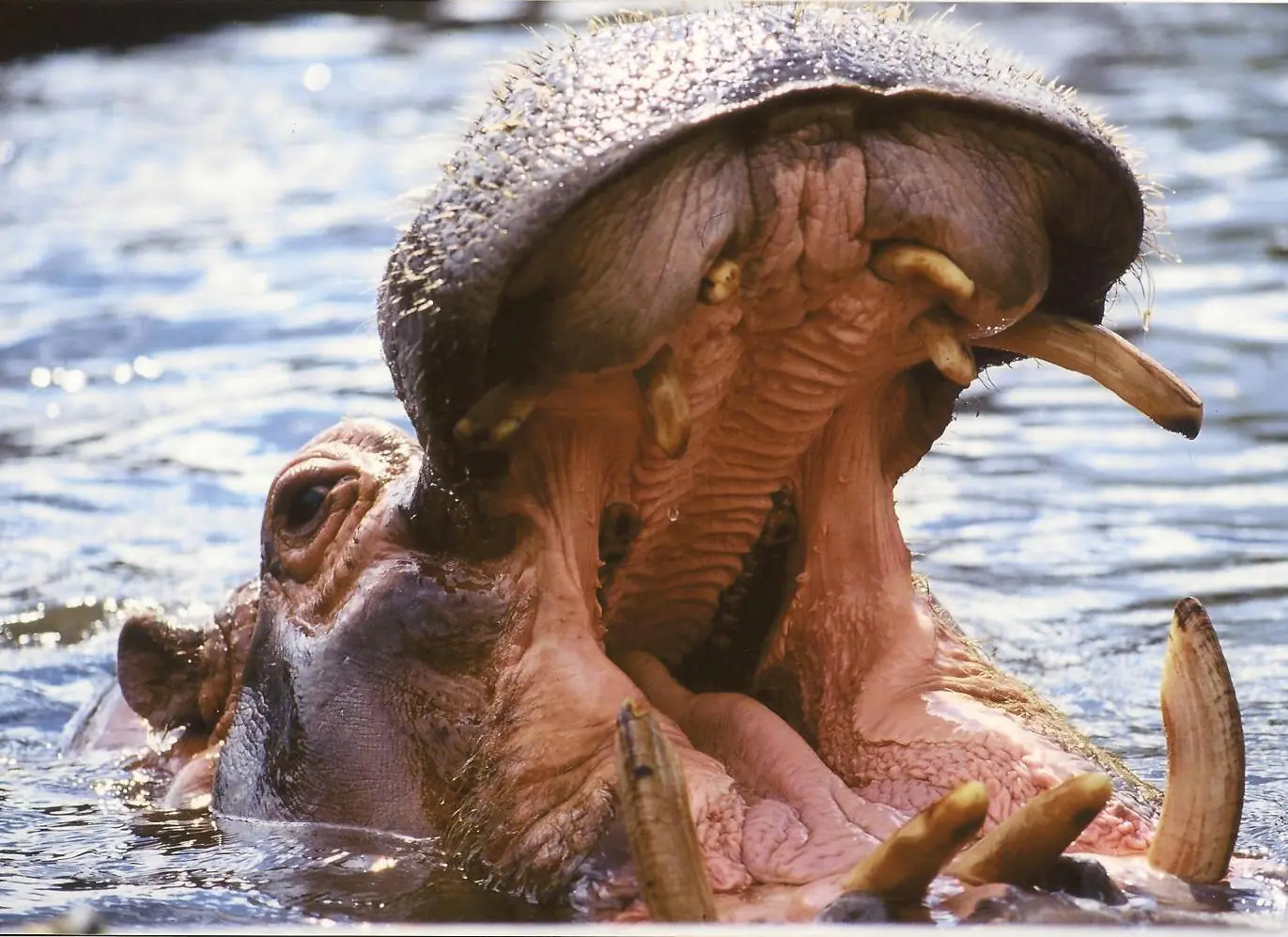 L'Hippopotame du Dublin Zoo - Wiblick - cc