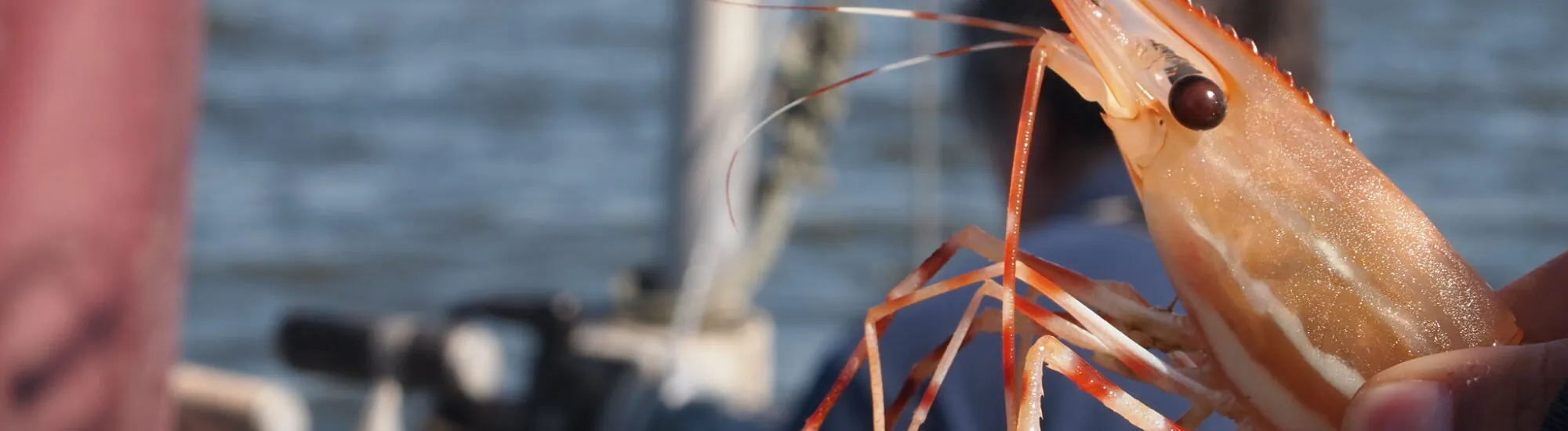 Les crevettes de Portavogie