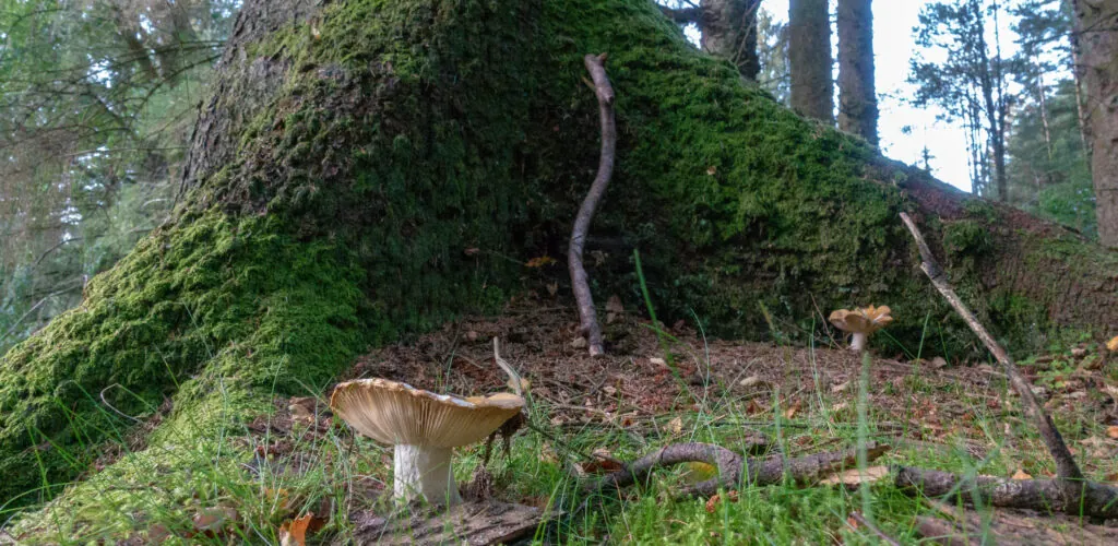 gortin glen forest park