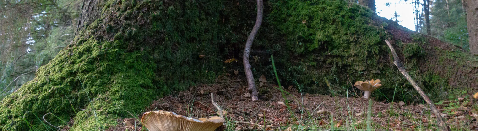 Le Gortin Glen Forest Park