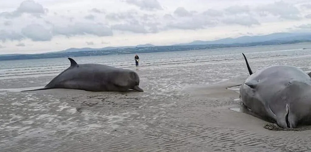 Irlande : 8 baleines s&rsquo;échouent sur une plage du comté de Donegal
