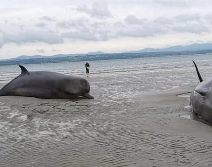 Des baleines échouées sur la plage de Rossnowlagh - Thomas et Louise Coleman et l'Irish Whale and Dolphin Group