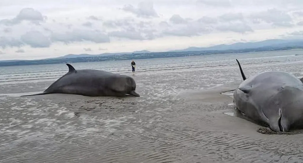 Des baleines échouées sur la plage de Rossnowlagh - Thomas et Louise Coleman et l'Irish Whale and Dolphin Group