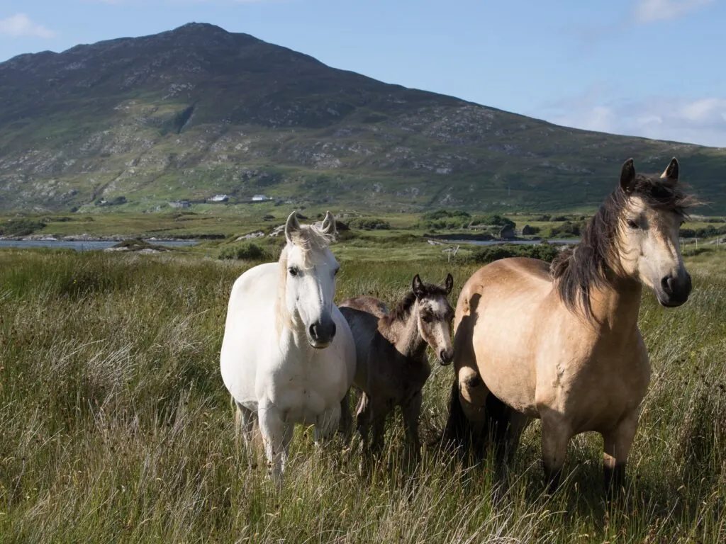 Des chevaux du Connemara - Tanya Hart - cc