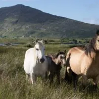 Comté de Kildare