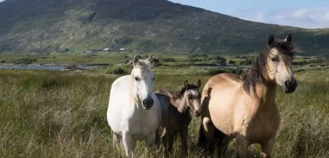 chevaux connemara