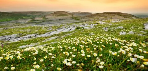burren