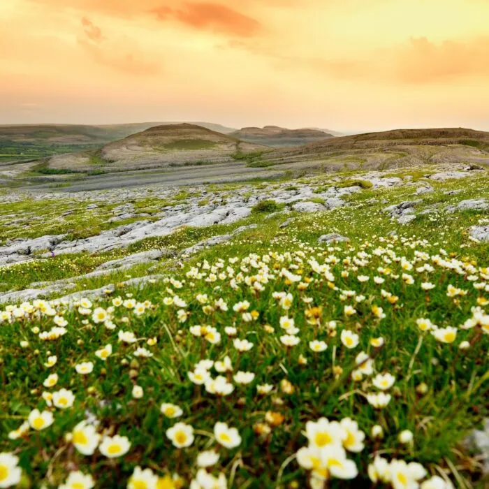 Le Burren in Bloom 2 Vue sur le Burren irlandais et sa flore - © MNStudio