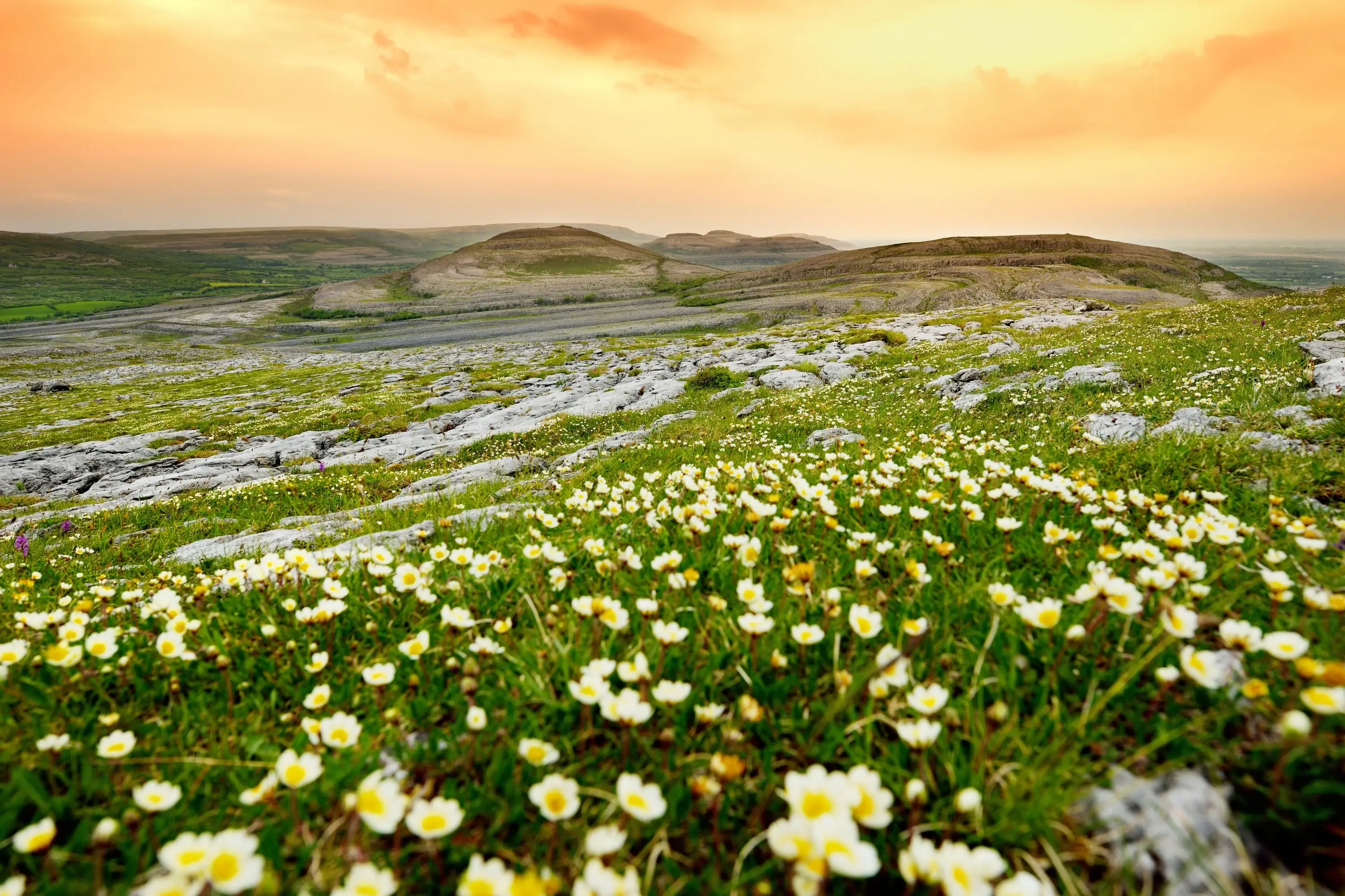 Le Burren in Bloom