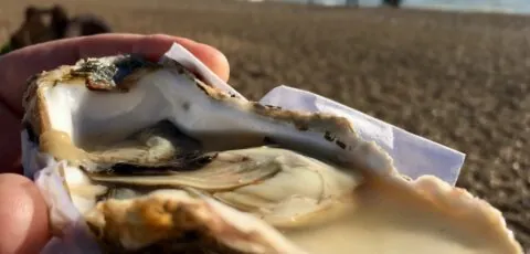 carlingford oyster festival