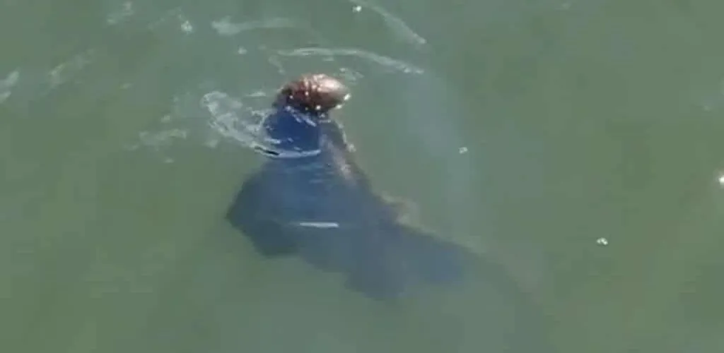 Buzz : une vidéo TikTok suggère qu&rsquo;un monstre vivrait dans les eaux de Dublin