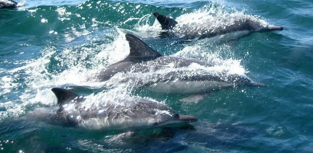 Un énorme banc de dauphins repéré au large du comté de Cork