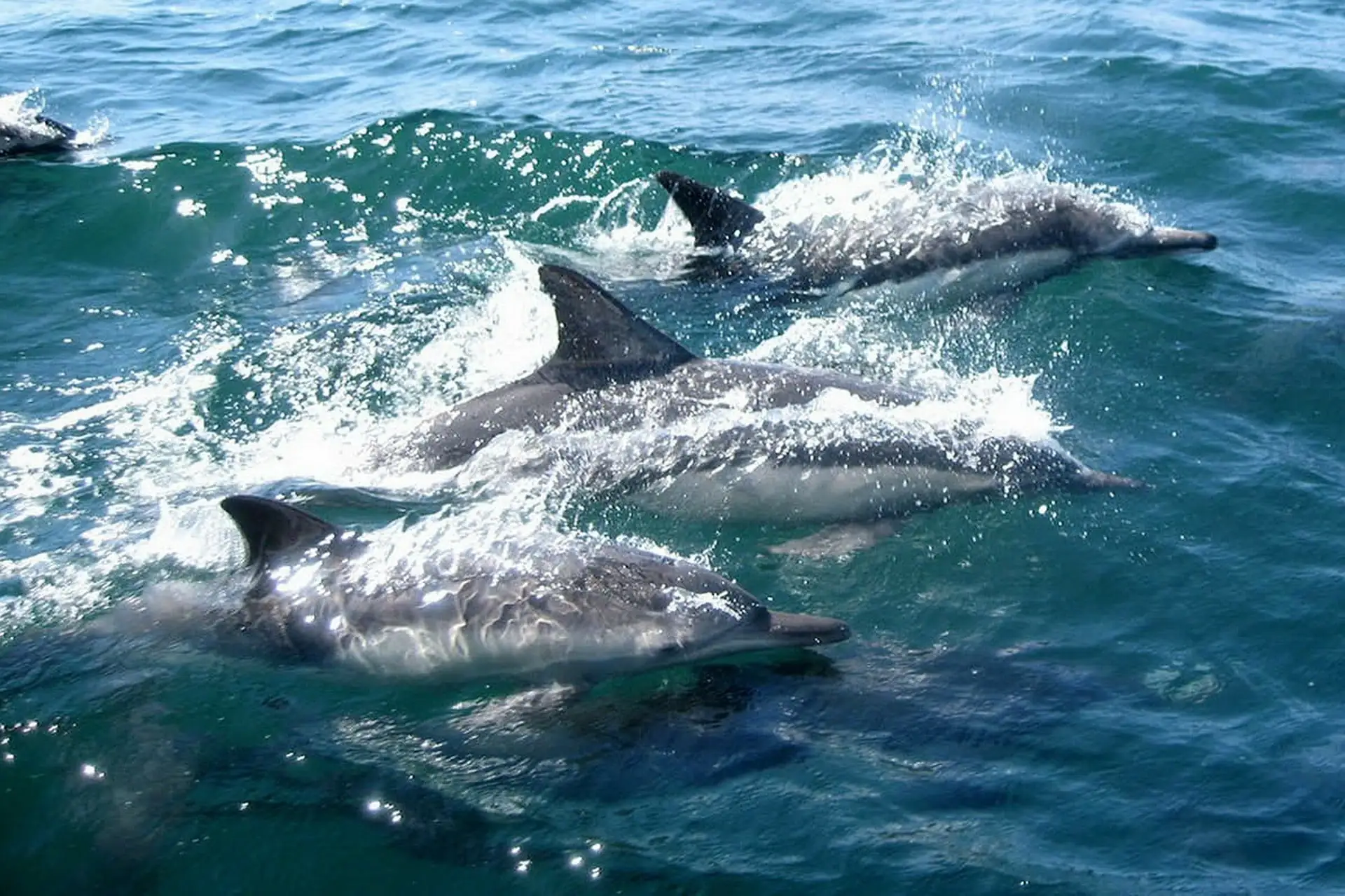 Des dauphins - John Gibson