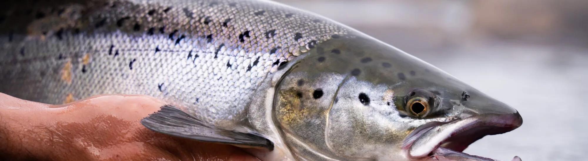 La pêche au saumon en Irlande