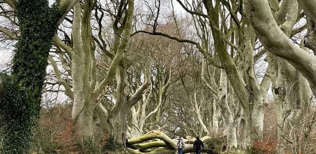 Dark Hedges : la tempête Arwen provoque la chute de deux arbres