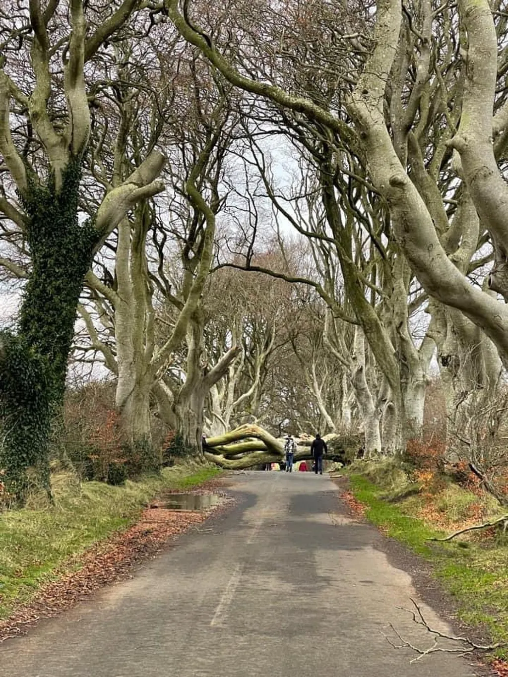Aperçu des arbres tombés à Dark Hedges lors de la tempête Arwen - @barrabest - Twitter