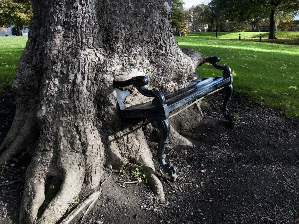 hungry tree