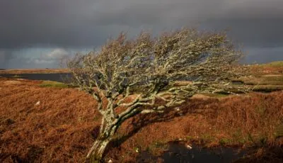 Un arbre à fée en Irlande - © Bo