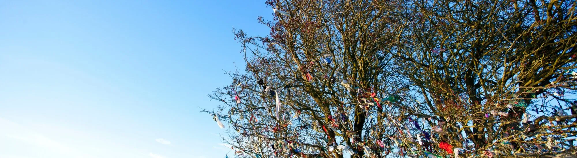 Arbre à fée
