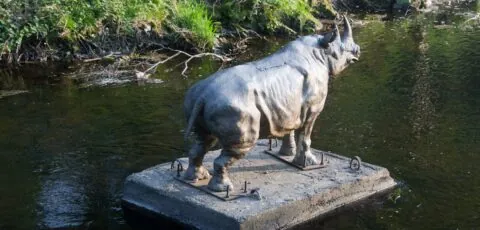 dodder rhino