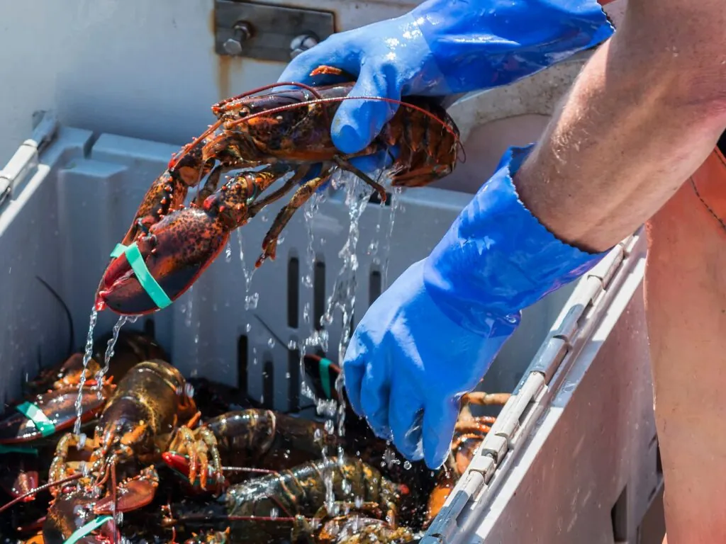 homard irlandais