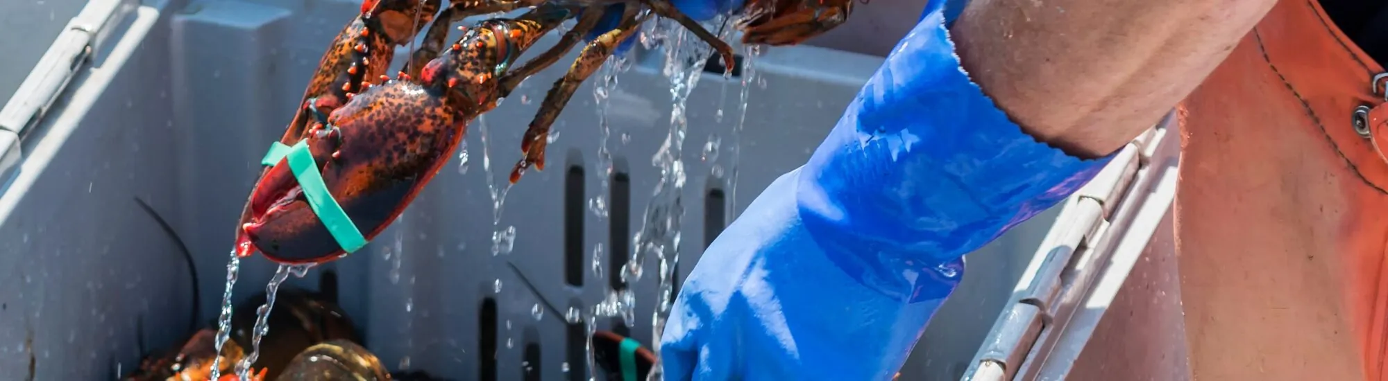 Le homard en Irlande