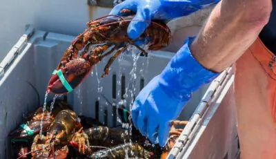Du homard irlandais - © coachwood