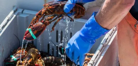 homard irlandais