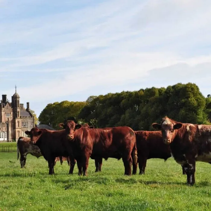 Du boeuf Hannan à Glenarm - http://www.hannanmeats.com