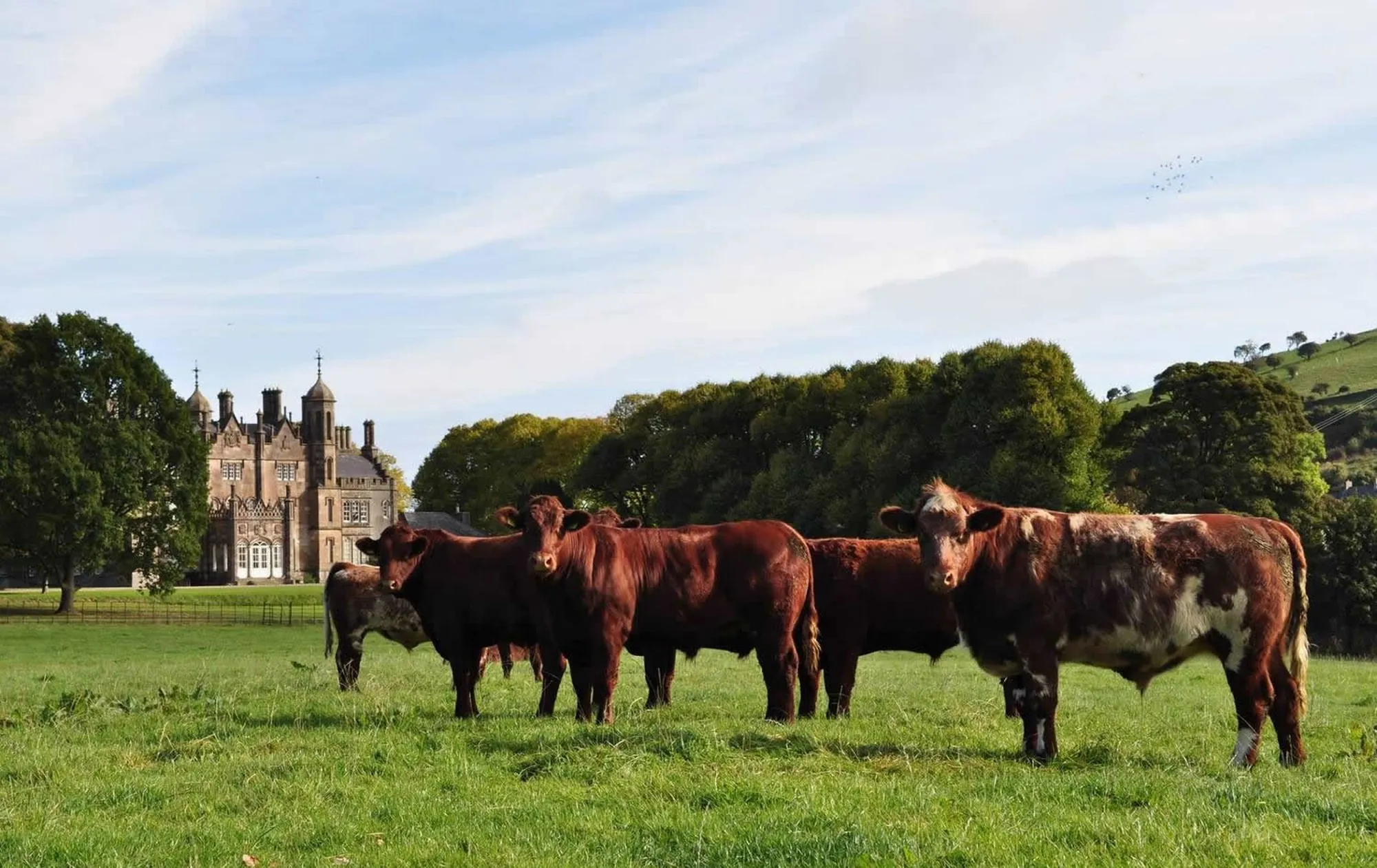 Du boeuf Hannan à Glenarm - http://www.hannanmeats.com