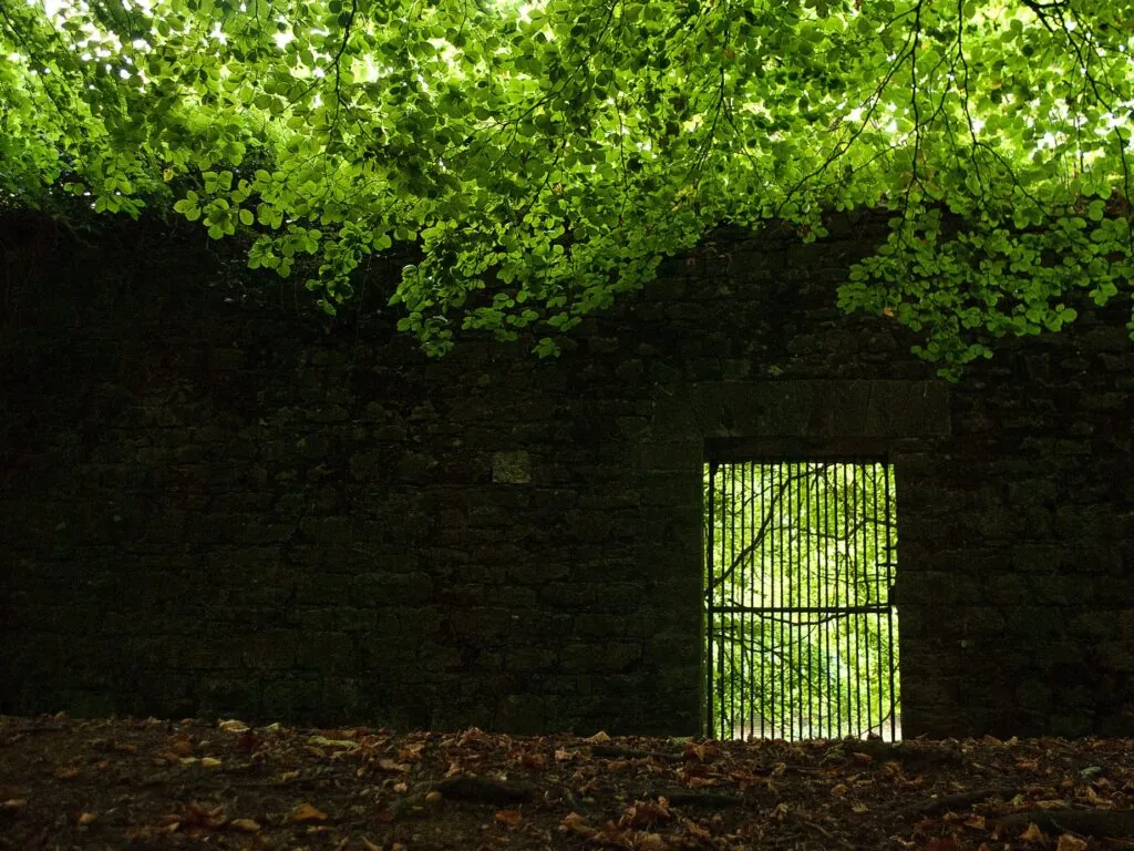 Jenkinstown Wood - David Bergin - cc