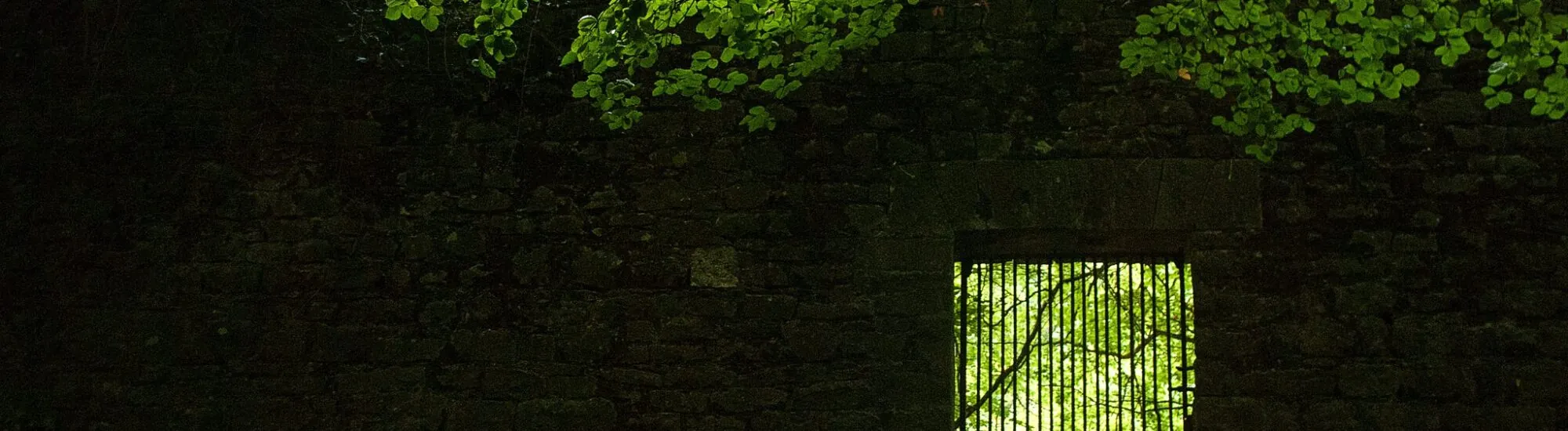 Jenkinstown Wood
