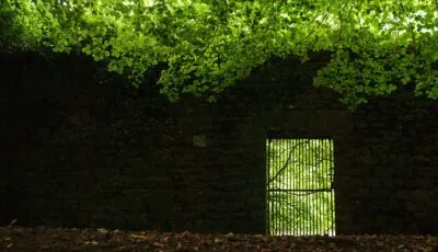 Jenkinstown Wood - David Bergin - cc