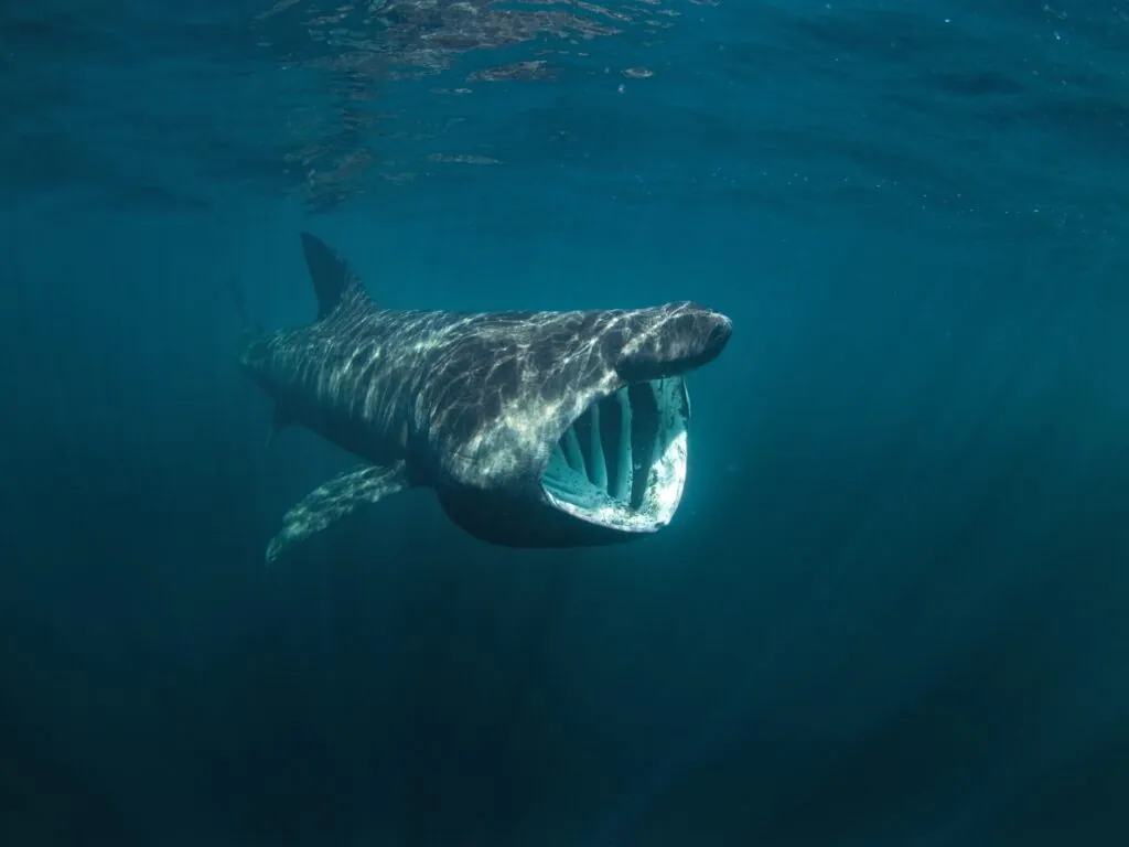 Un requin pèlerin - © prochym