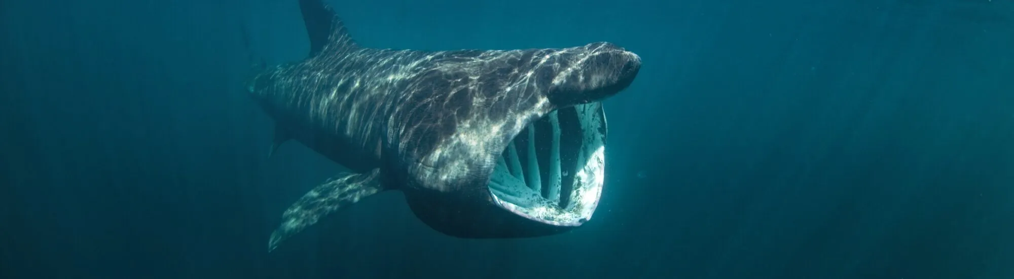 Y-a-t-il des requins en Irlande ?