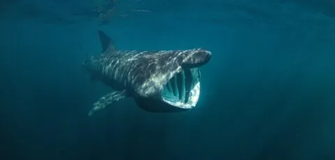 requin pelerin irlande