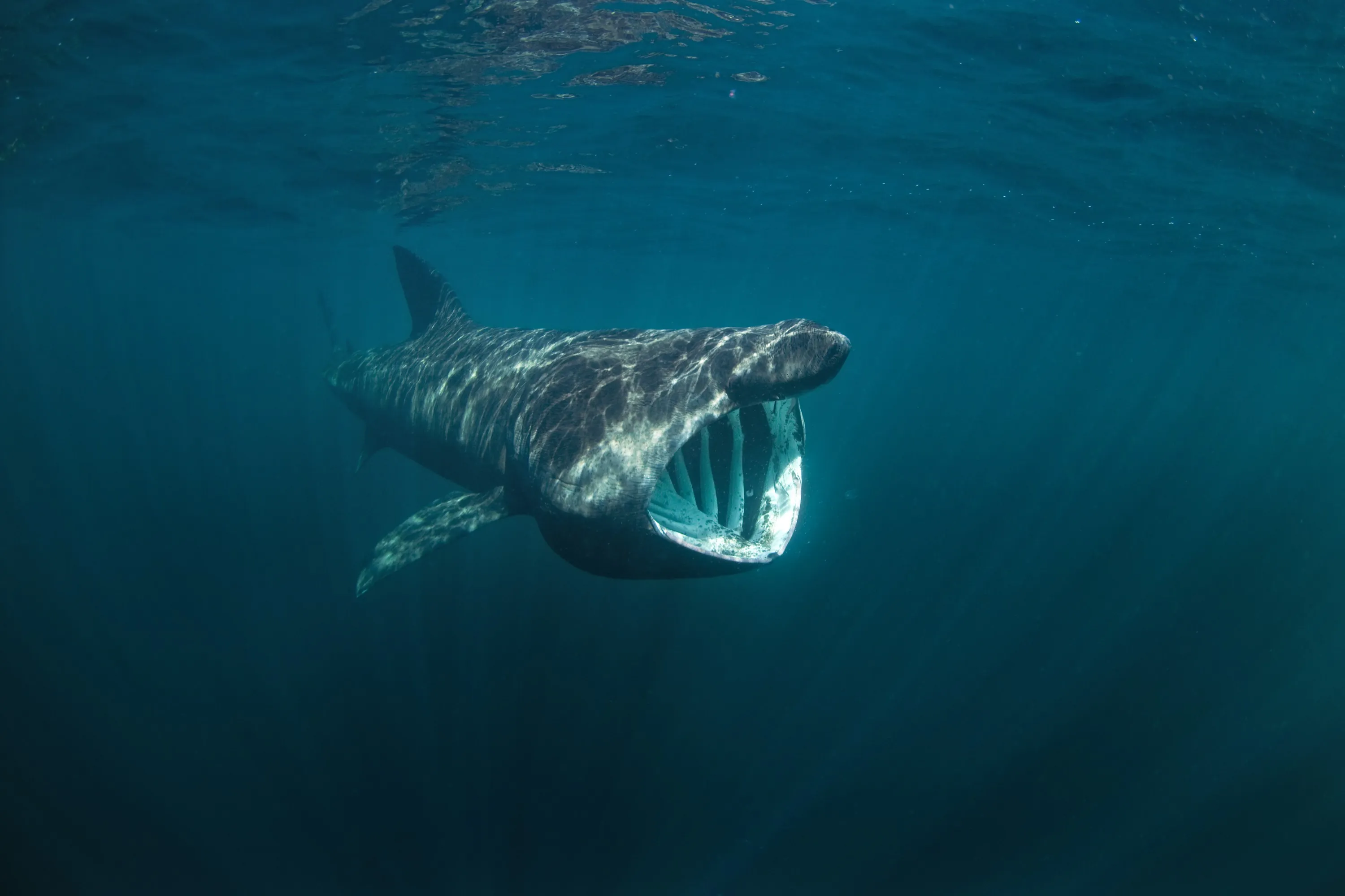 Un requin pèlerin - © prochym
