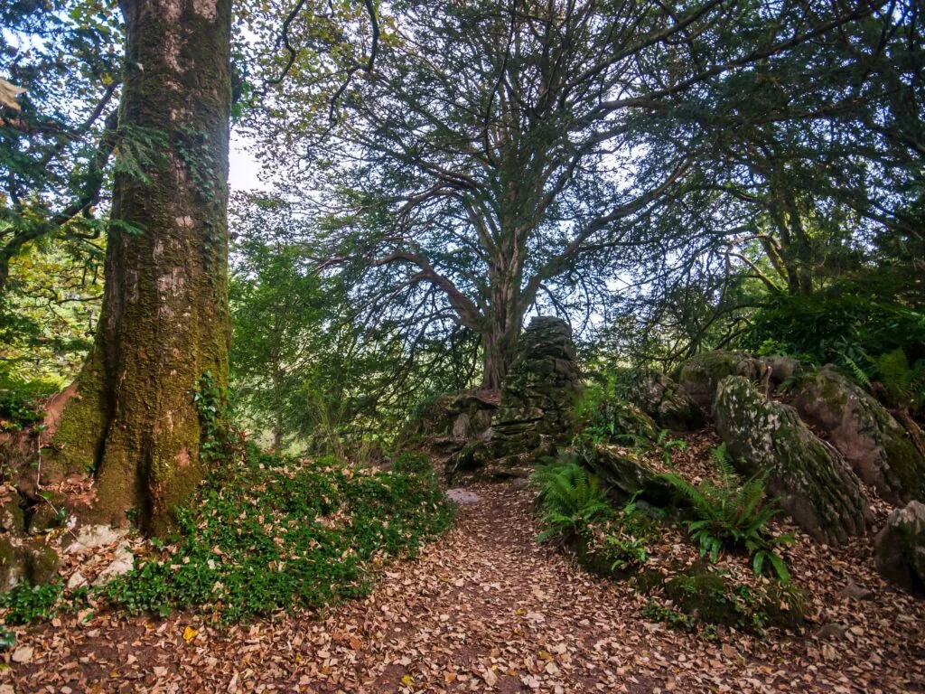 Witch's Yew - © Leonardo