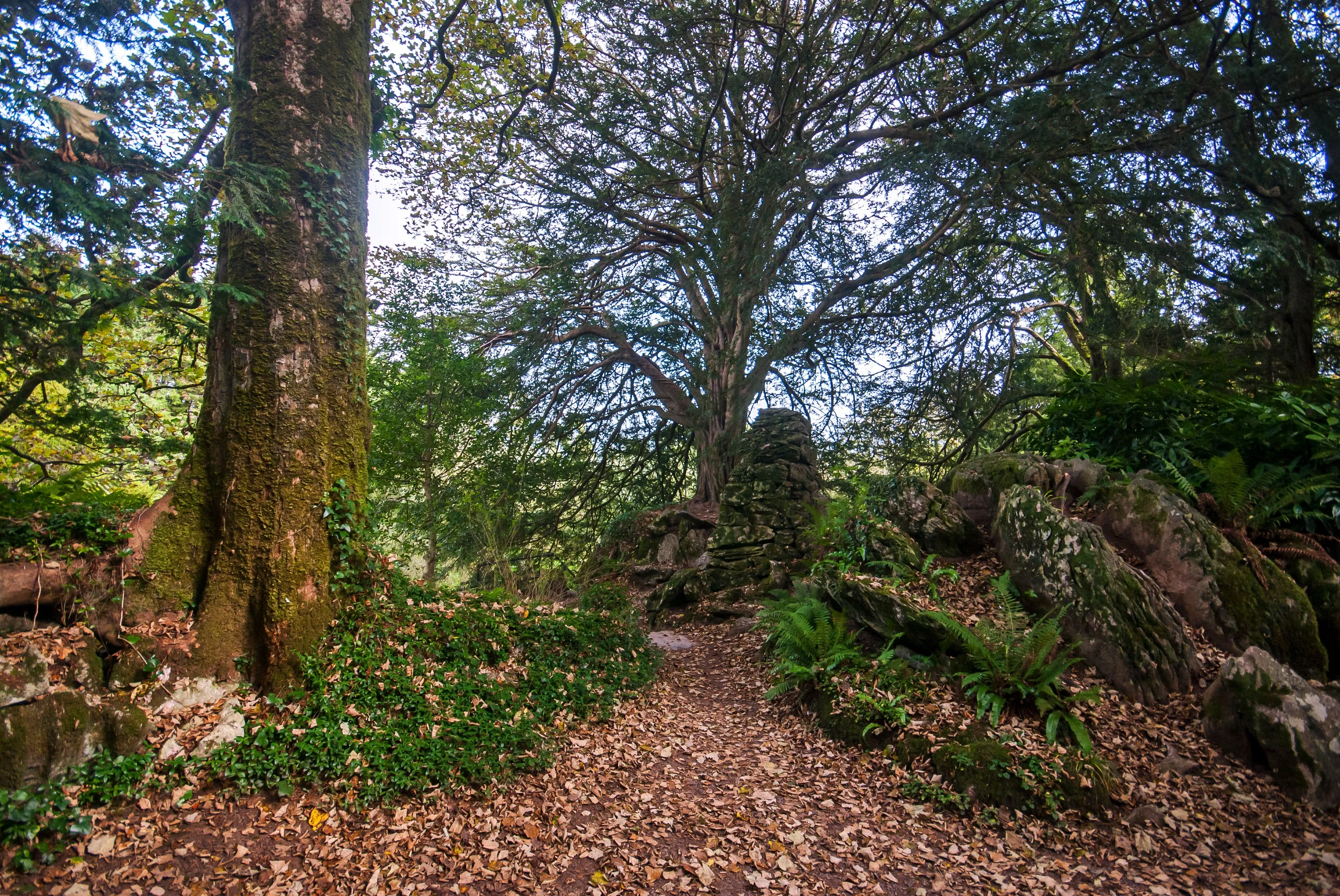 Witch's Yew - © Leonardo
