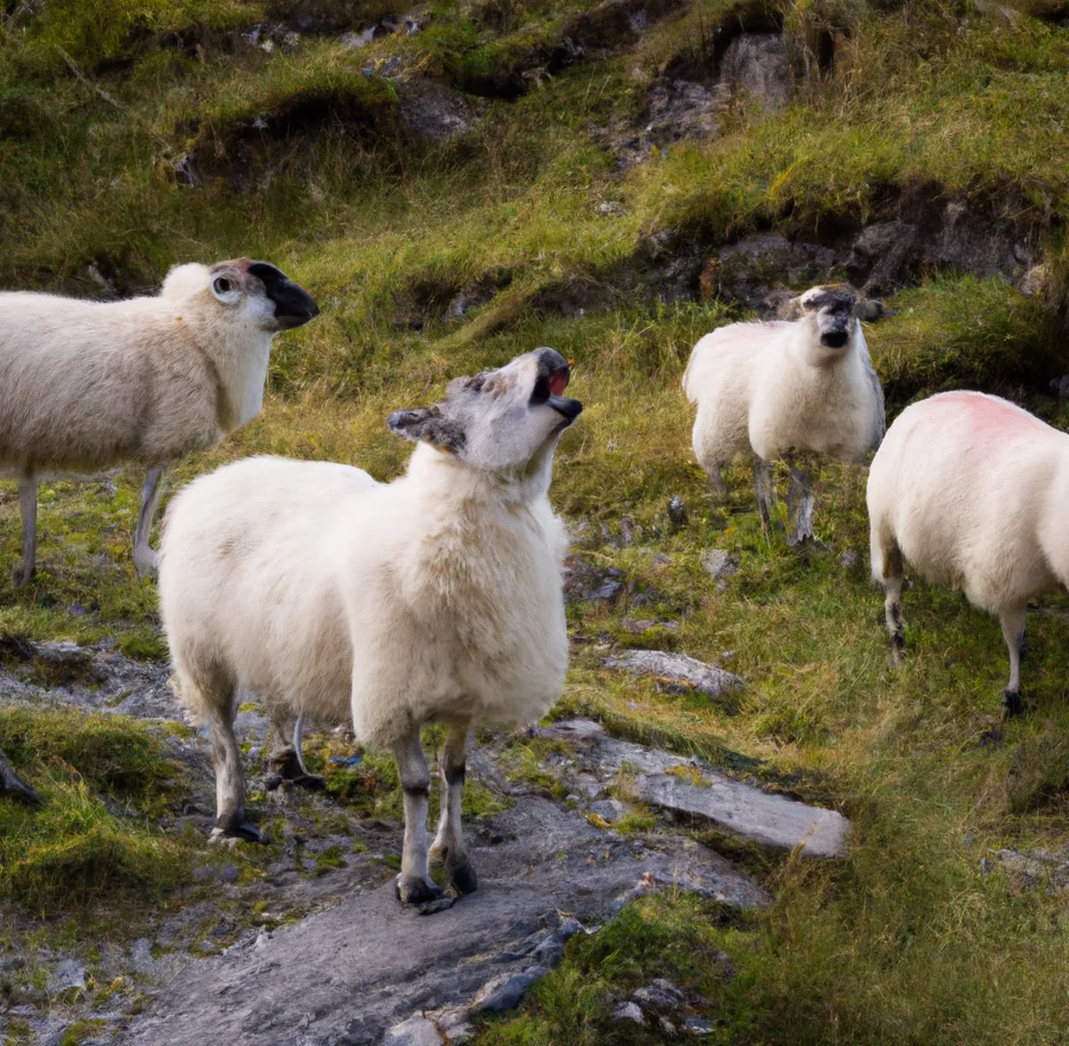 Des moutons chantant en chœur en Irlande