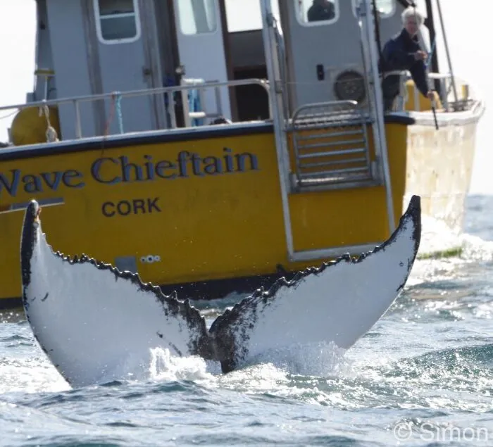Comté de Cork : Excursion en bateau pour observer les baleines et les dauphins