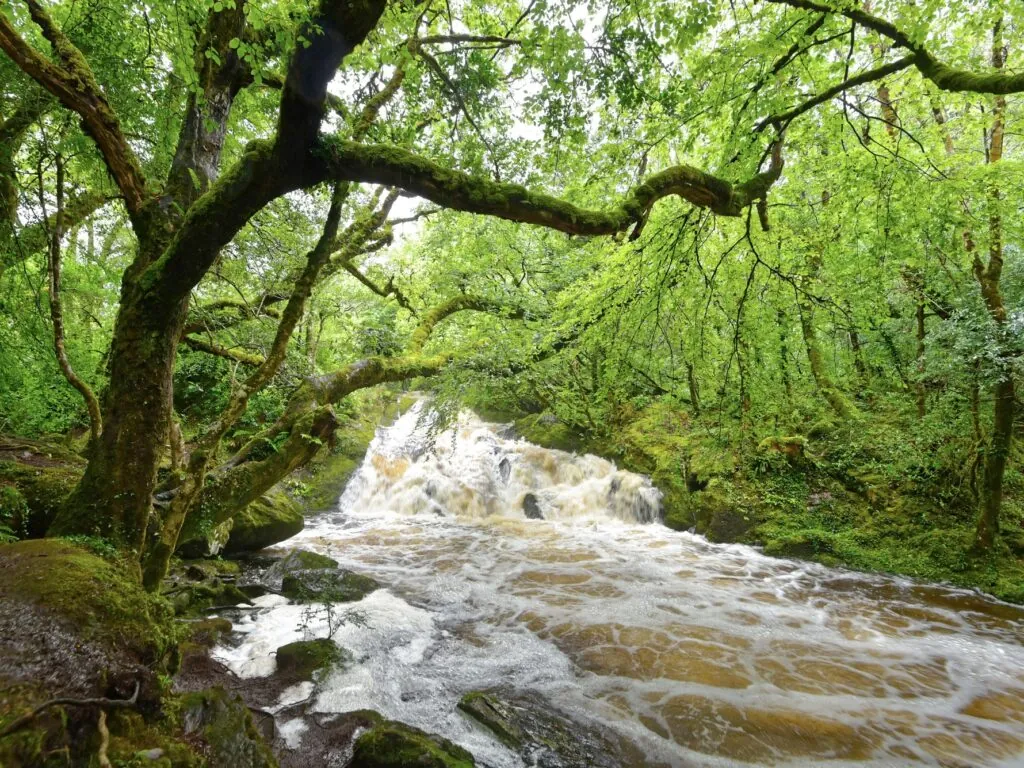 Glengarriff Woods Nature Reserve - © Uwalthie Pic Project
