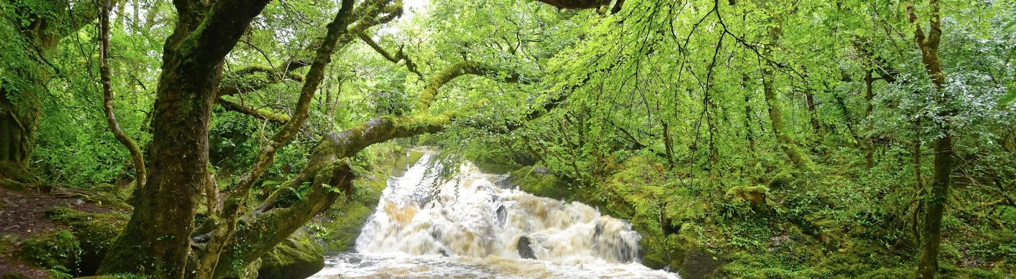 La Glengarriff Woods Nature Reserve