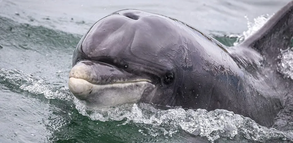 L’ADN de Fungie révèle un nouveau secret sur le célèbre dauphin de Dingle