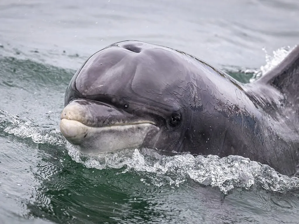 Fungie le dauphin de Dingle - Superbass - cc
