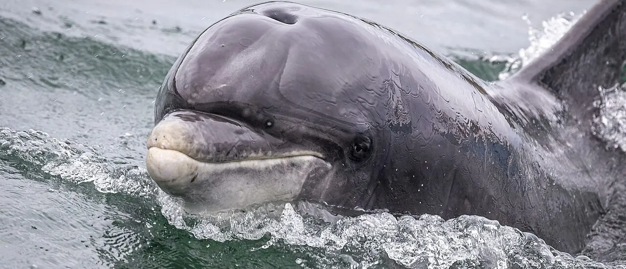 Le dauphin Fungie