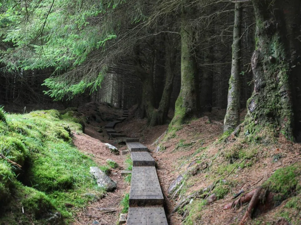 Ballinastoe Woods - ©Chaosheng Zhang