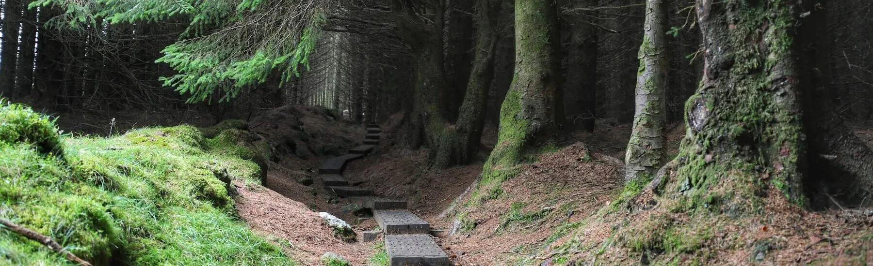 La forêt de Ballinastoe